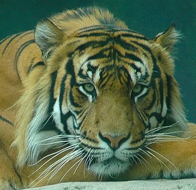 Tiger Ak Zoo